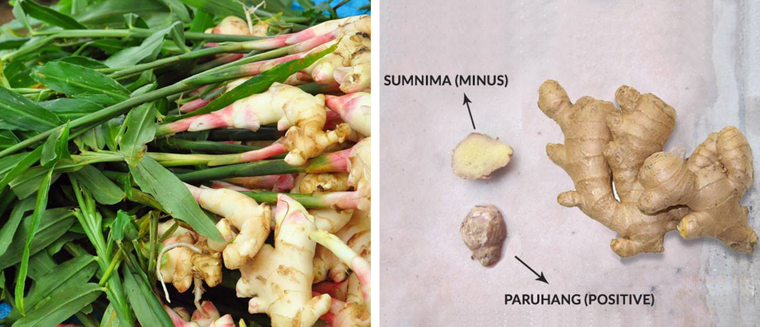 The Importance Of Ginger In Khambu Rituals Himalayan Cultures nan-mx-pide-nan-confort-total-con-prebi-ticos-y-56-off